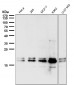 Anti-DUT Rabbit Monoclonal Antibody